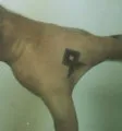 Othala Rune