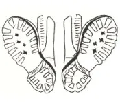 Boots and Laces